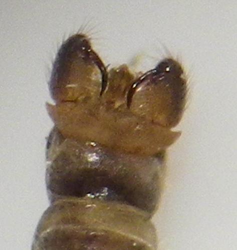 Antocha vitripennis